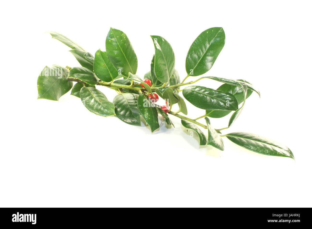 frischer grüner Iilex mit Beeren vor hellem Hintergrund Stock Photo