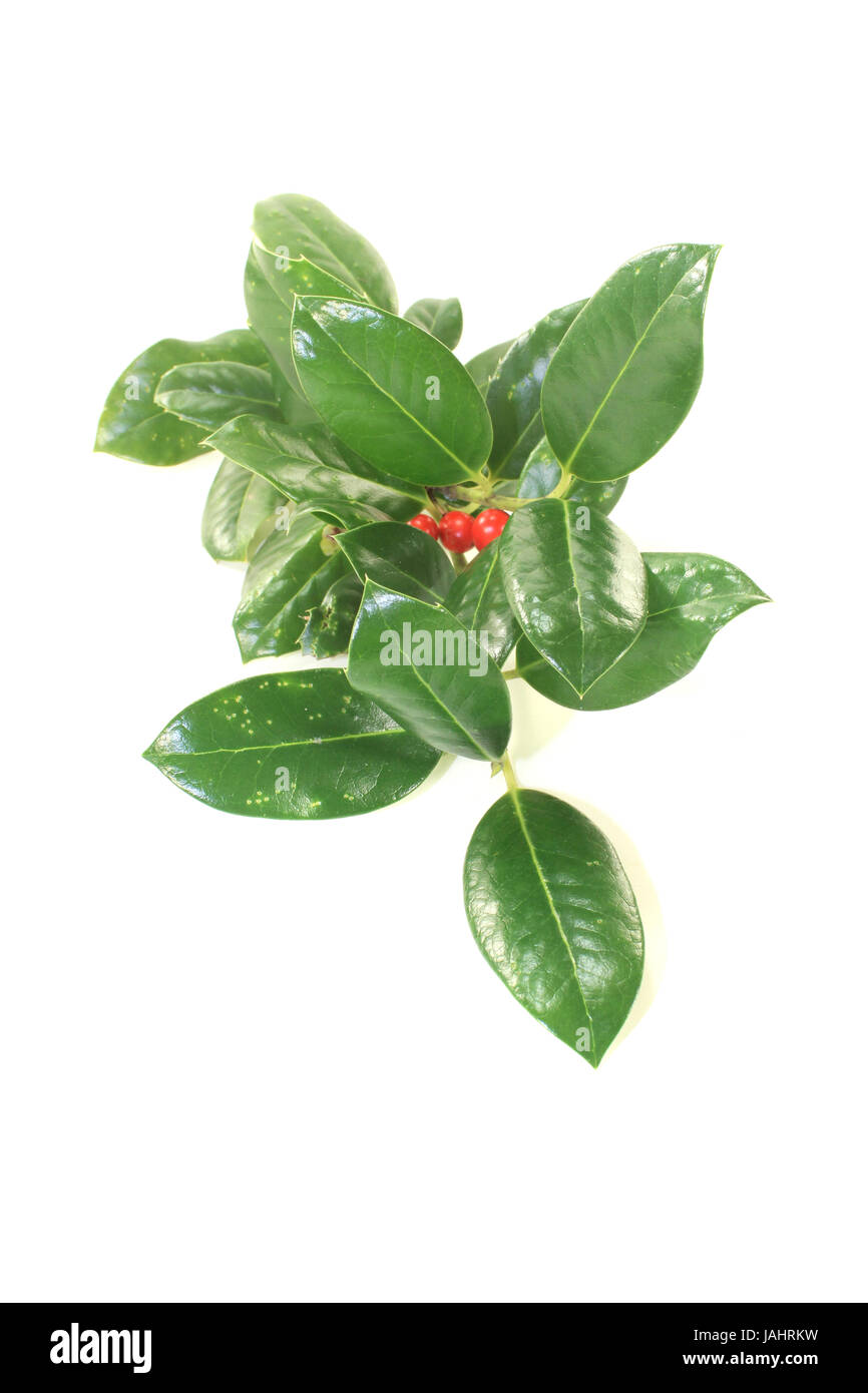 frischer grüner Iilex mit roten Beeren vor hellem Hintergrund Stock Photo