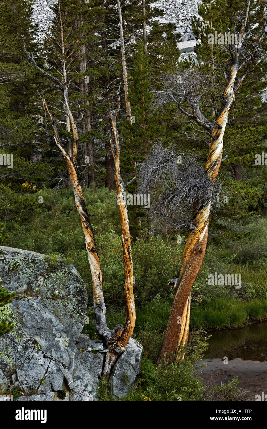CA03276-00...CALIFORNIA - Dead trees at Willow Lake in the South Fork Big Pine Creek Valley in the John Muir Wilderness area. Stock Photo