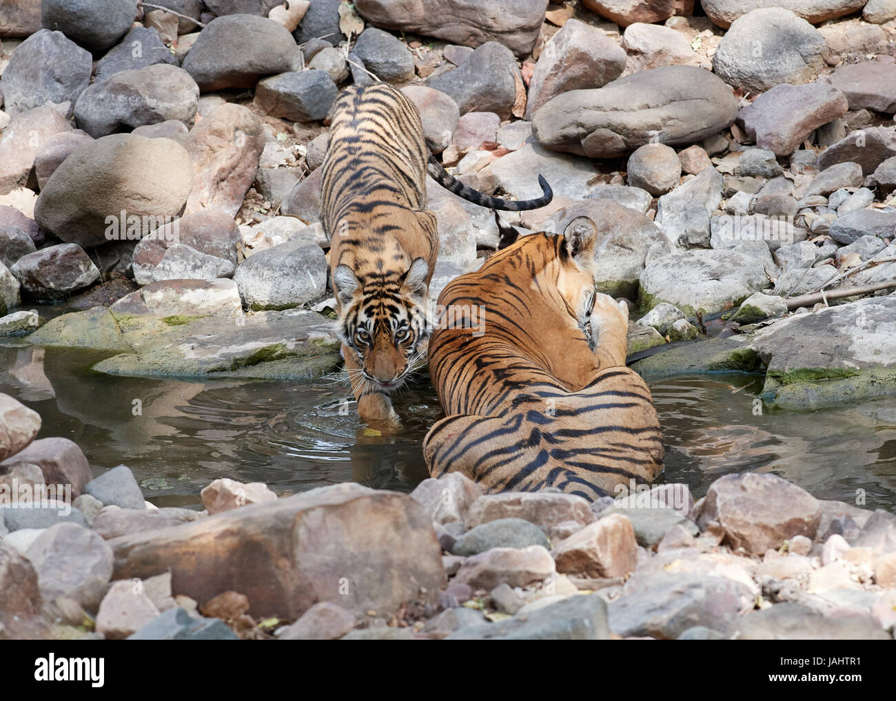 Bengal tiger cubs following their mother - Stock Image - C042/5517 -  Science Photo Library