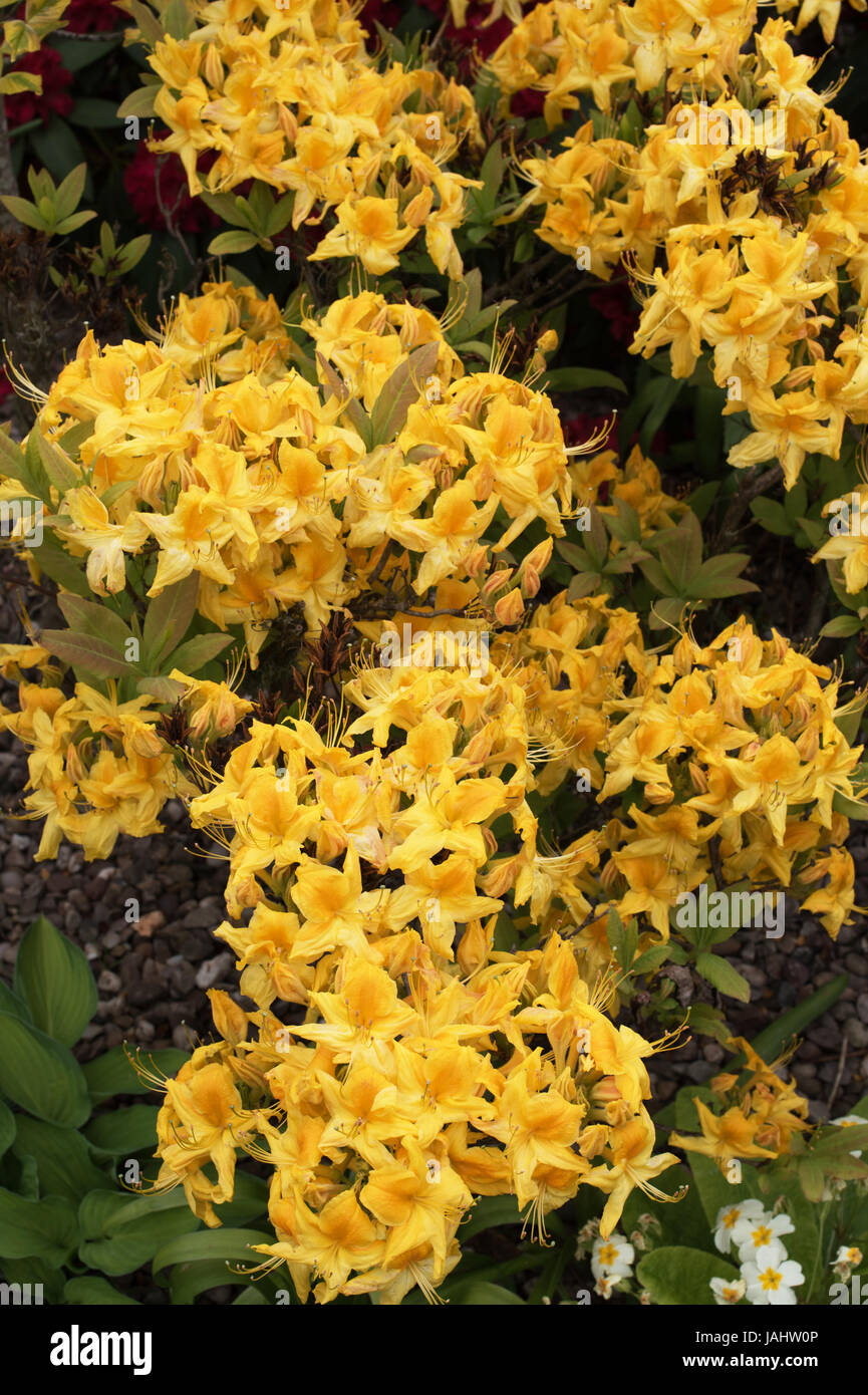 scented yellow azaleas Stock Photo