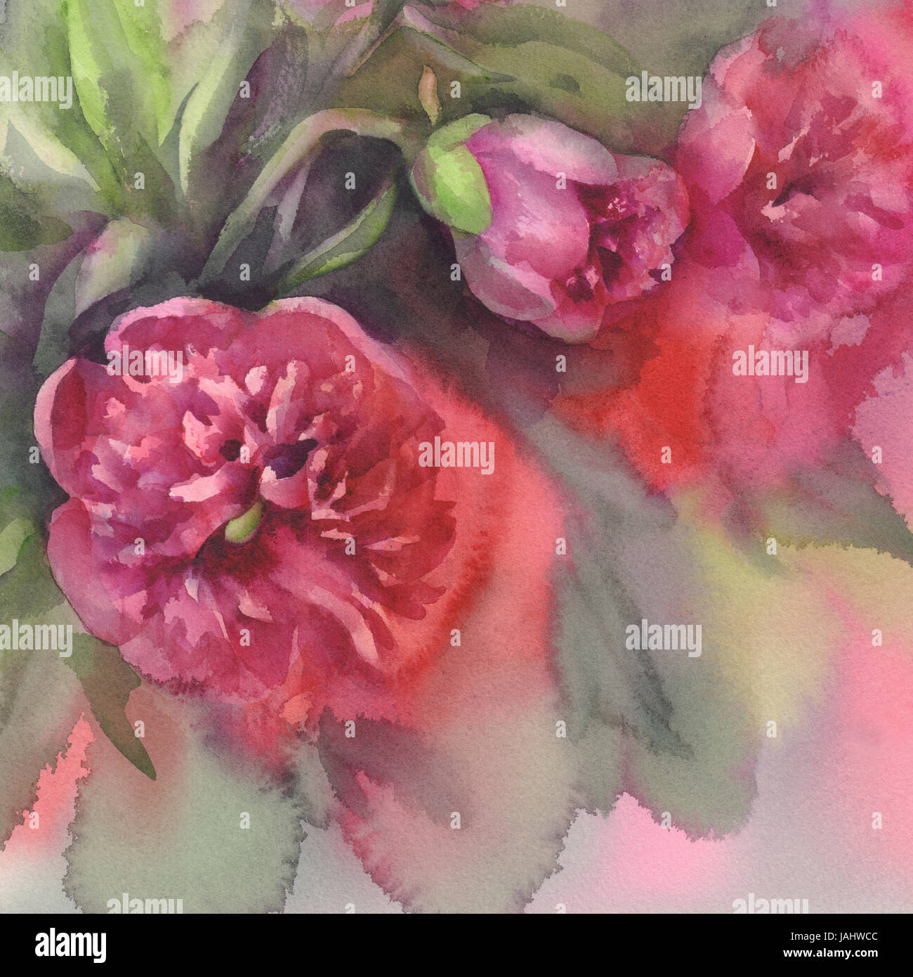 dark violet peonies watercolor Stock Photo - Alamy