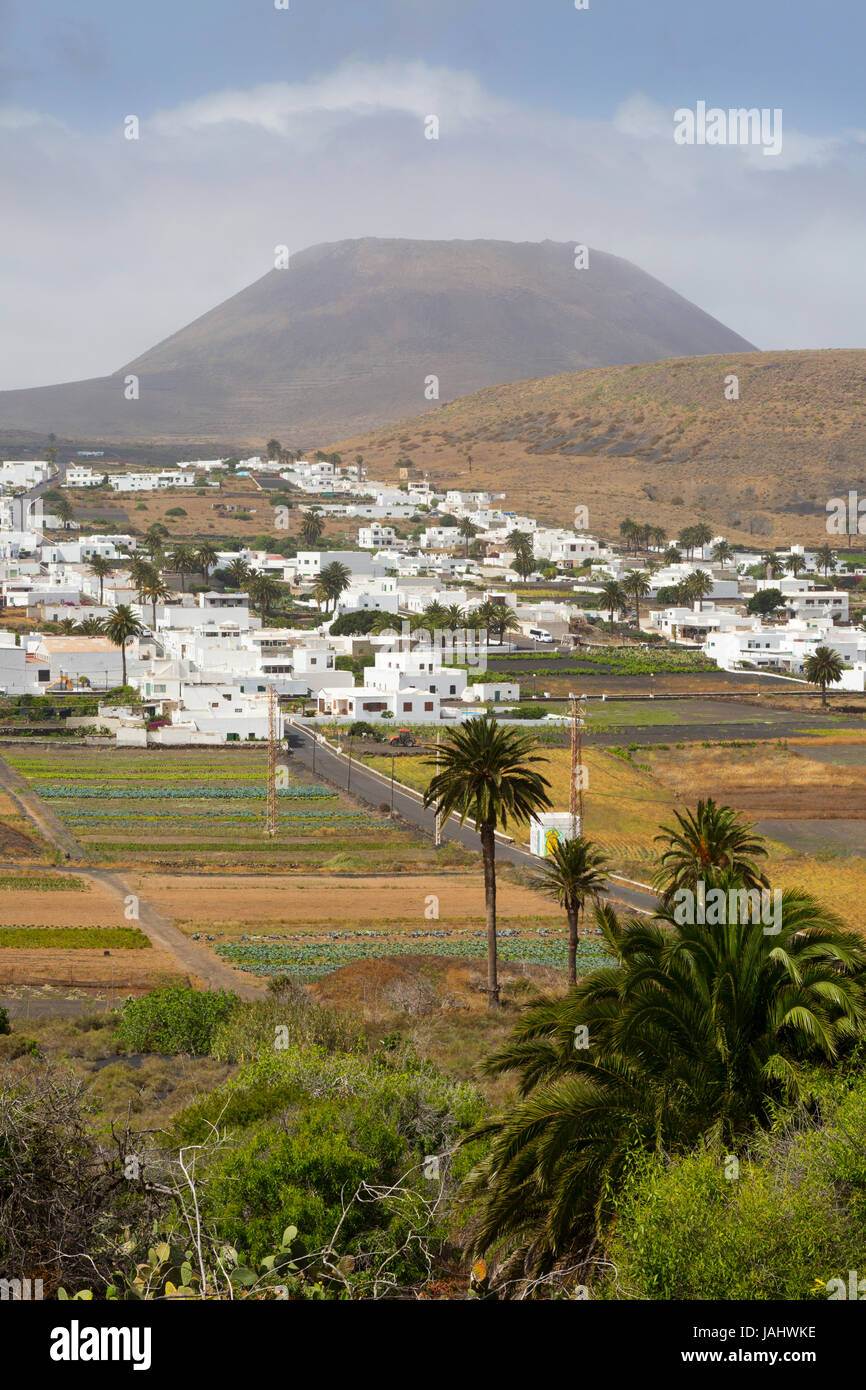Lanzarote landscape palm trees, white buildings of a village, dormant