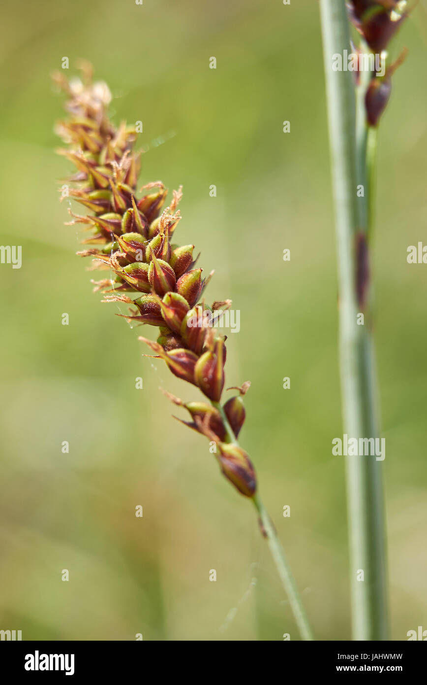 Carex flacca Schreb. subsp. Flacca Stock Photo