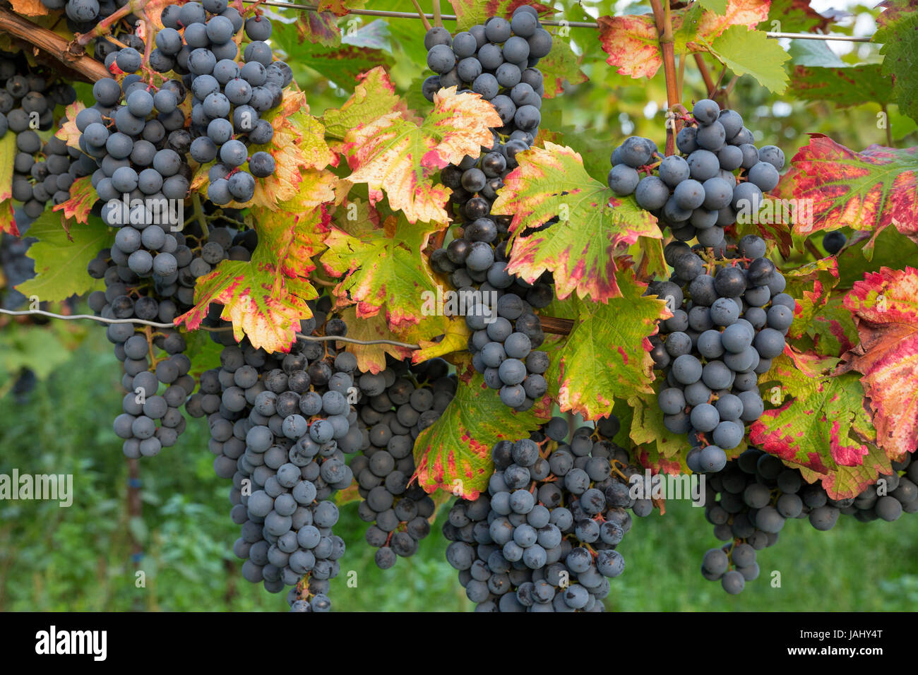 Reife rote Weintrauben in der Pfalz Stock Photo