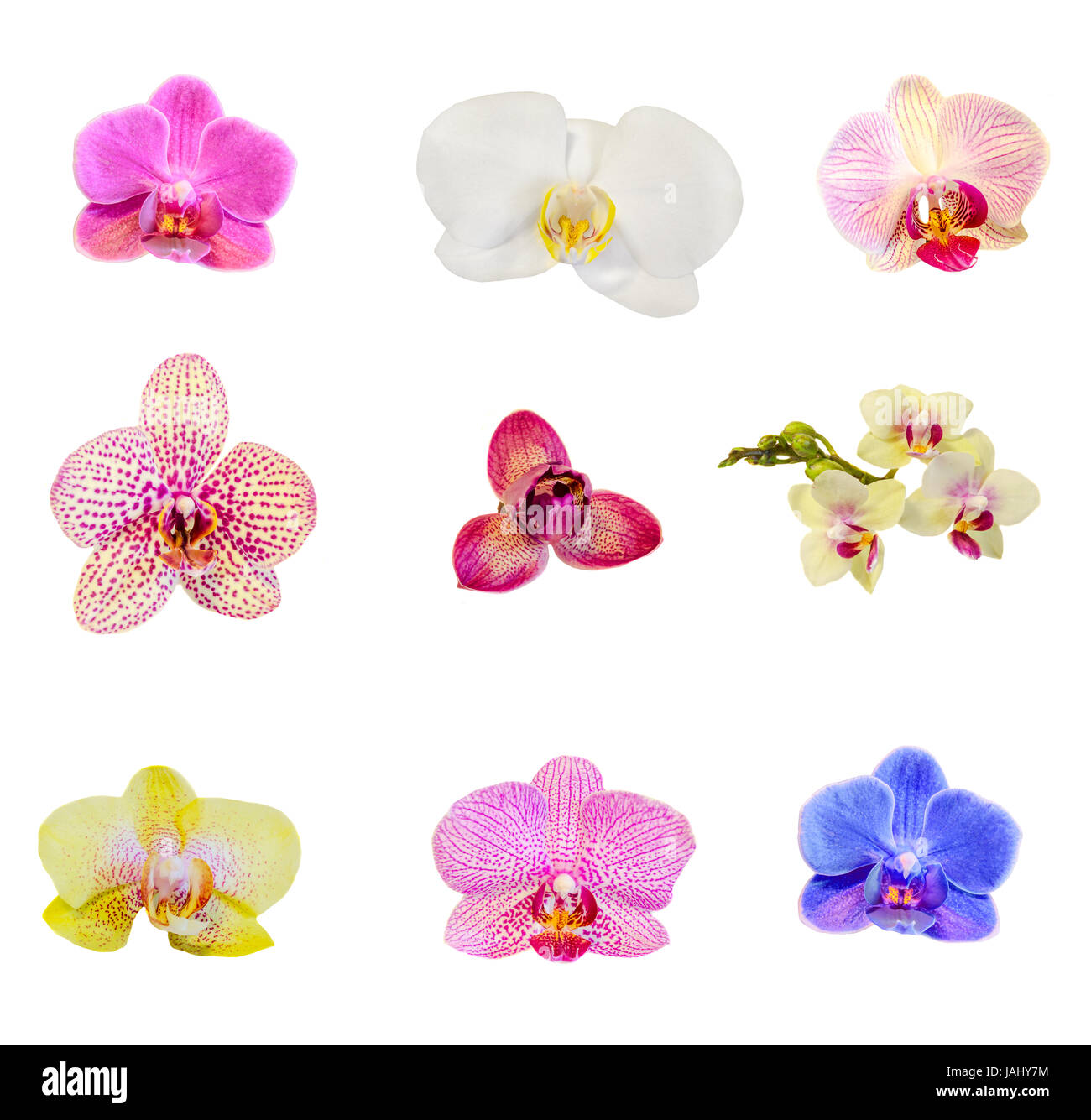 Many types, collection of orchids flowers, purple, white, blue, yellow, pink. Orchidaceae, Phalaenopsis known as the Moth Orchid, abbreviated Phal. Wh Stock Photo