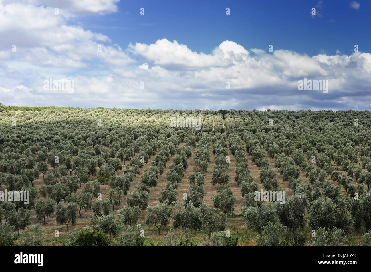 landscape with field of olive trees Stock Photo - Alamy