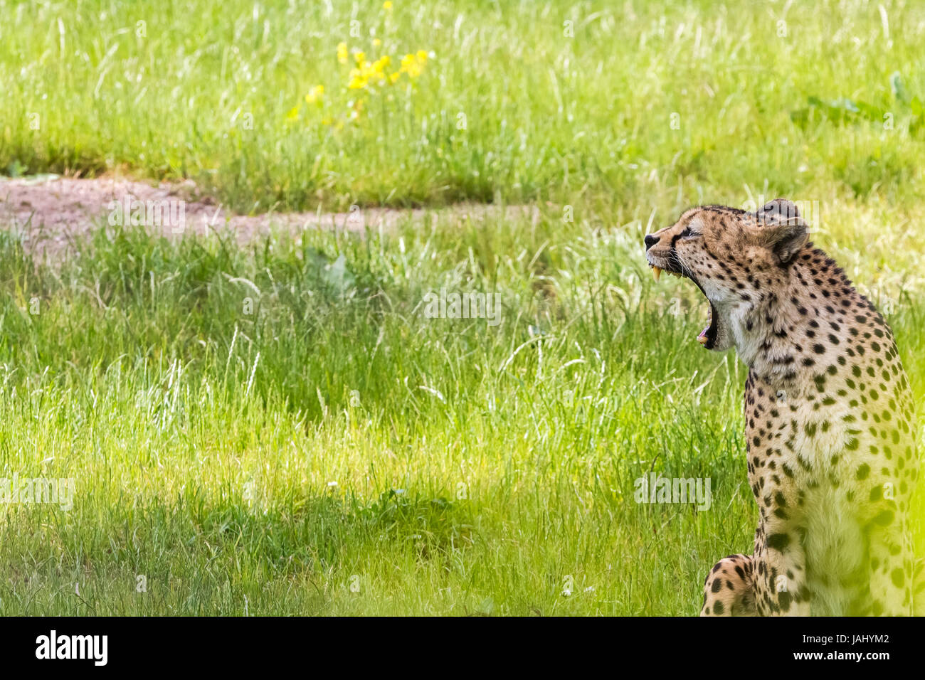 In the grass there is an asiatic cheetah Stock Photo