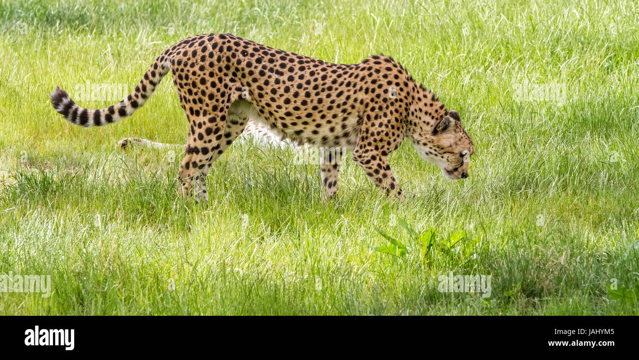 In the grass there is an asiatic cheetah Stock Photo