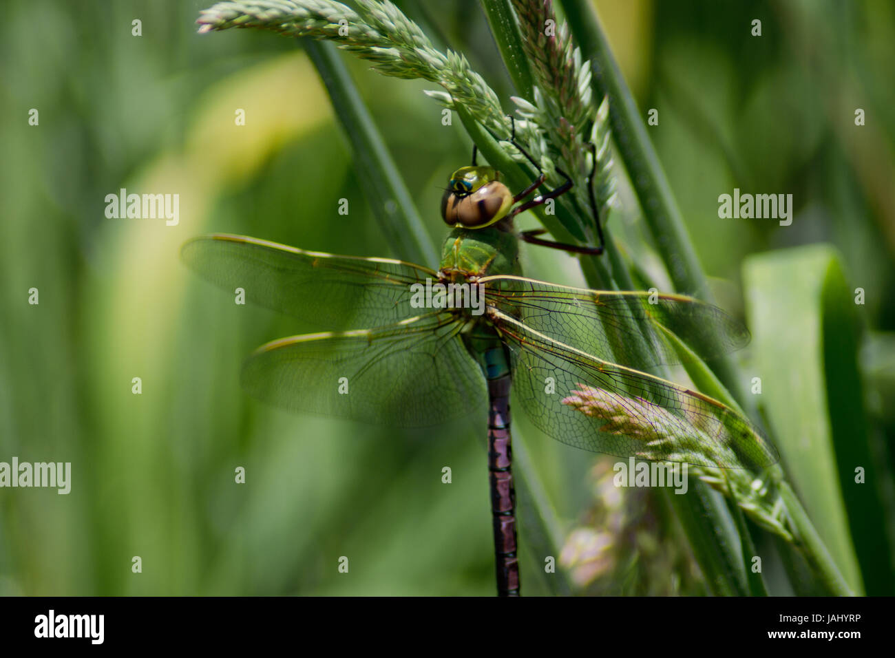 Green Dragonfly Resting on Grass Stock Photo - Alamy