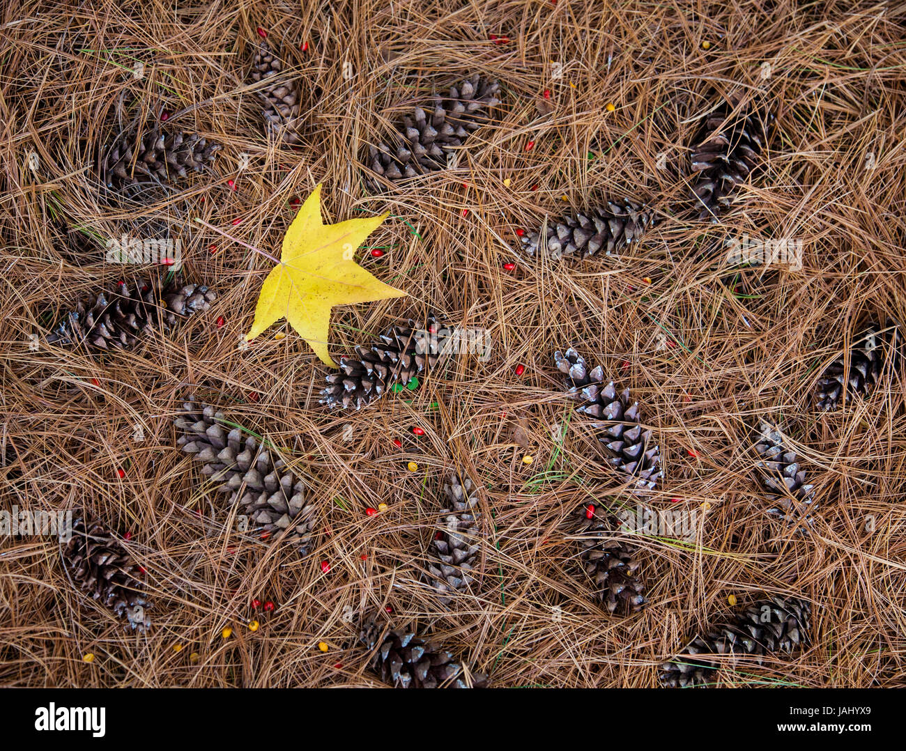 Autumn pinecones, pine needles and one yellow leaf from a Sweet Gum Tree, New England, USA, abstract shapes images autumn leaves enchanting Stock Photo