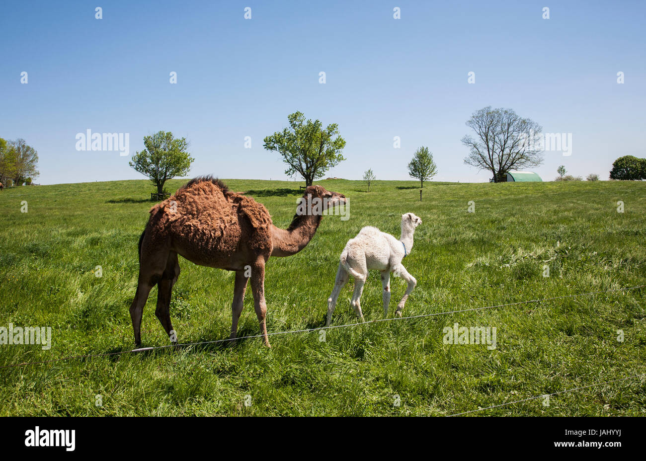 Amish farm with a mother camel and cute baby Camel in a pasture in