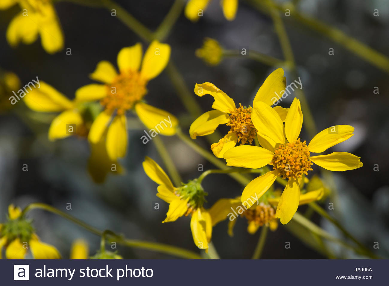 Brittlebush Stock Photos & Brittlebush Stock Images Alamy