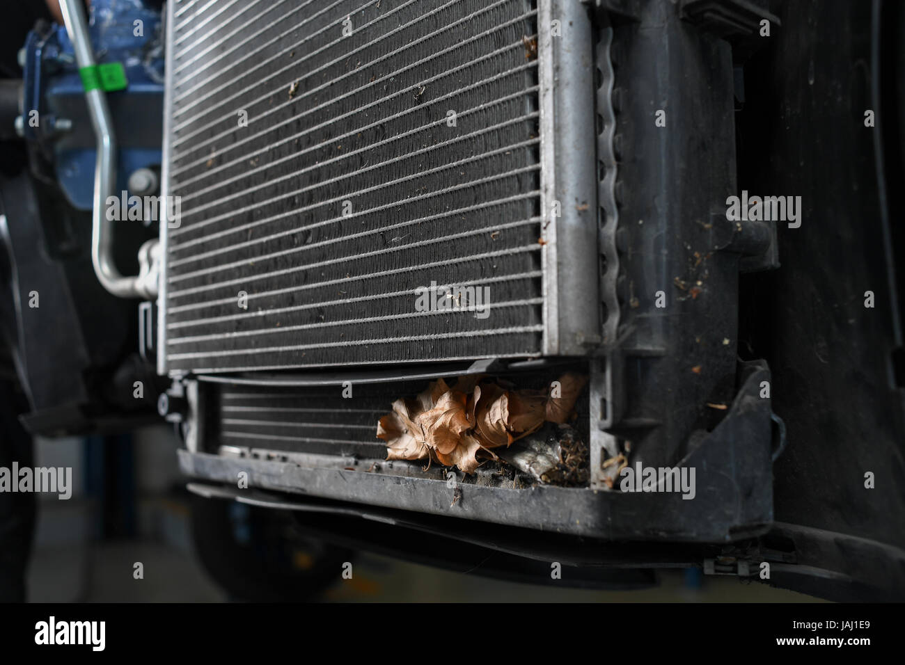 Leaves in radiator that can cause overheating Stock Photo Alamy