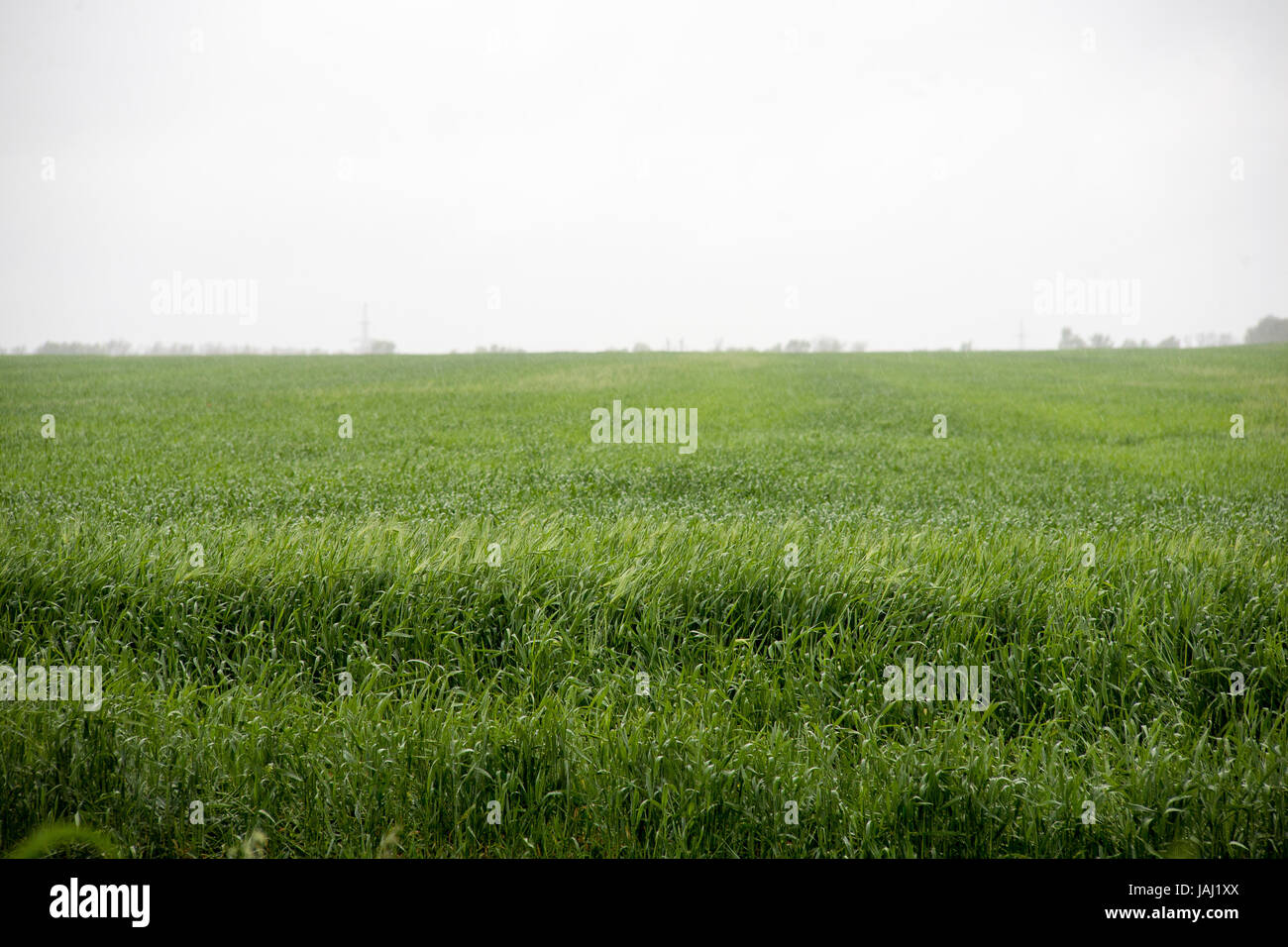 Green meadow under blue sky with clouds Stock Photo - Alamy
