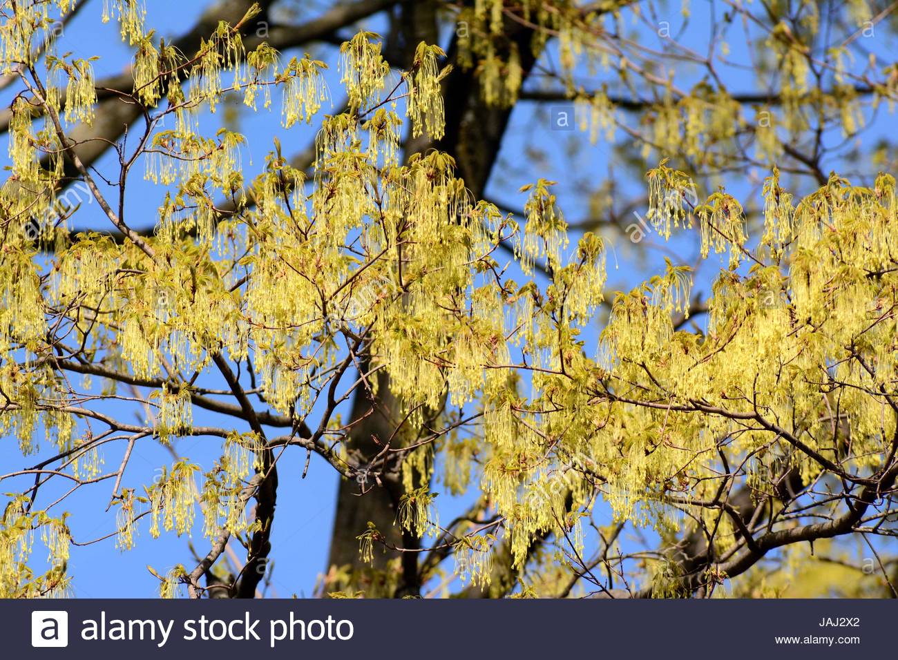 Maple Tree In Spring High Resolution Stock Photography and Images Alamy