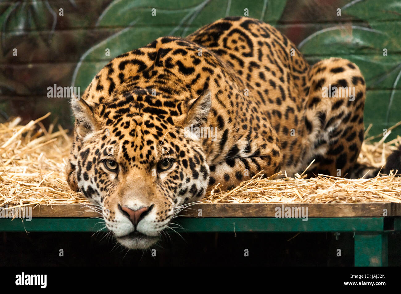 Leopard getting ready to pounce Stock Photo