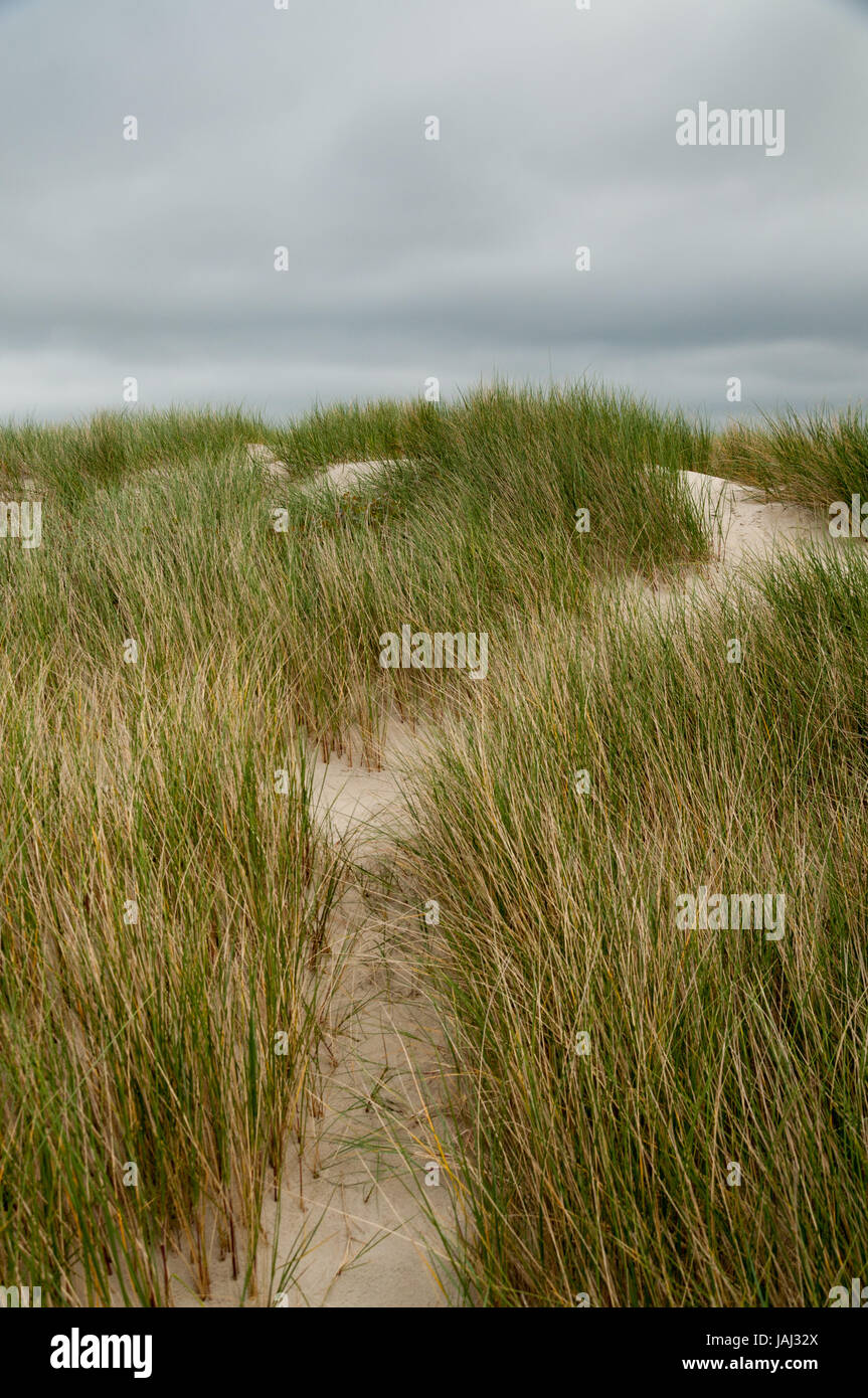 Grassy path over a sand dune on a brooding cloudy day Stock Photo