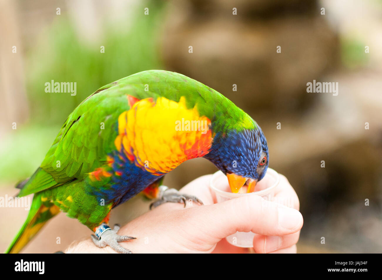 Rainbow lorikeet eating out of a hand Stock Photo