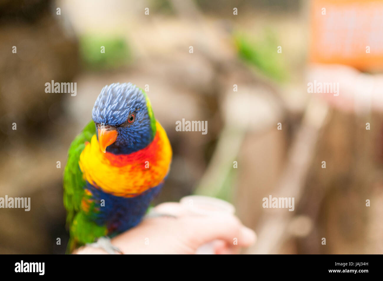 Rainbow lorikeet eating out of a hand Stock Photo