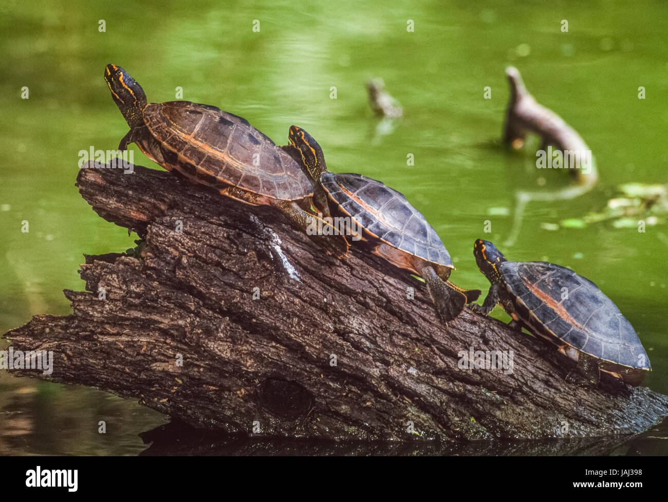 Crowned river turtle also known as  Brahminy river turtle, (Hardella thurjii), Keoladeo Ghana National Park, Bharatpur, Rajasthan, India Stock Photo