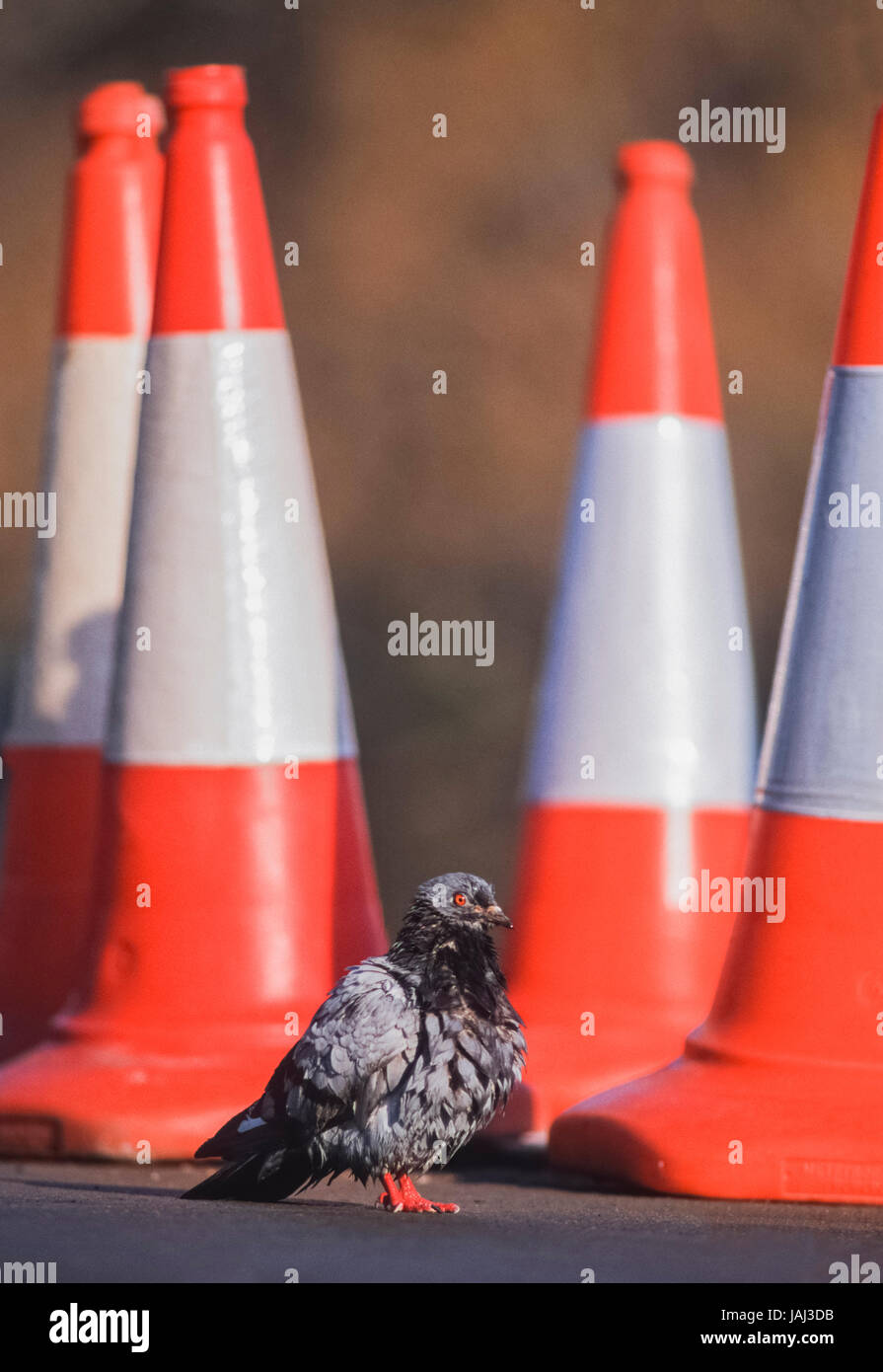 Feral Pigeon, Columba livia domestica, on road beside traffic cones, London, United Kingdom Stock Photo