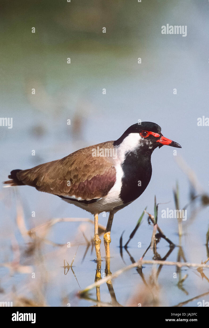 Water birds of india hi-res stock photography and images - Alamy