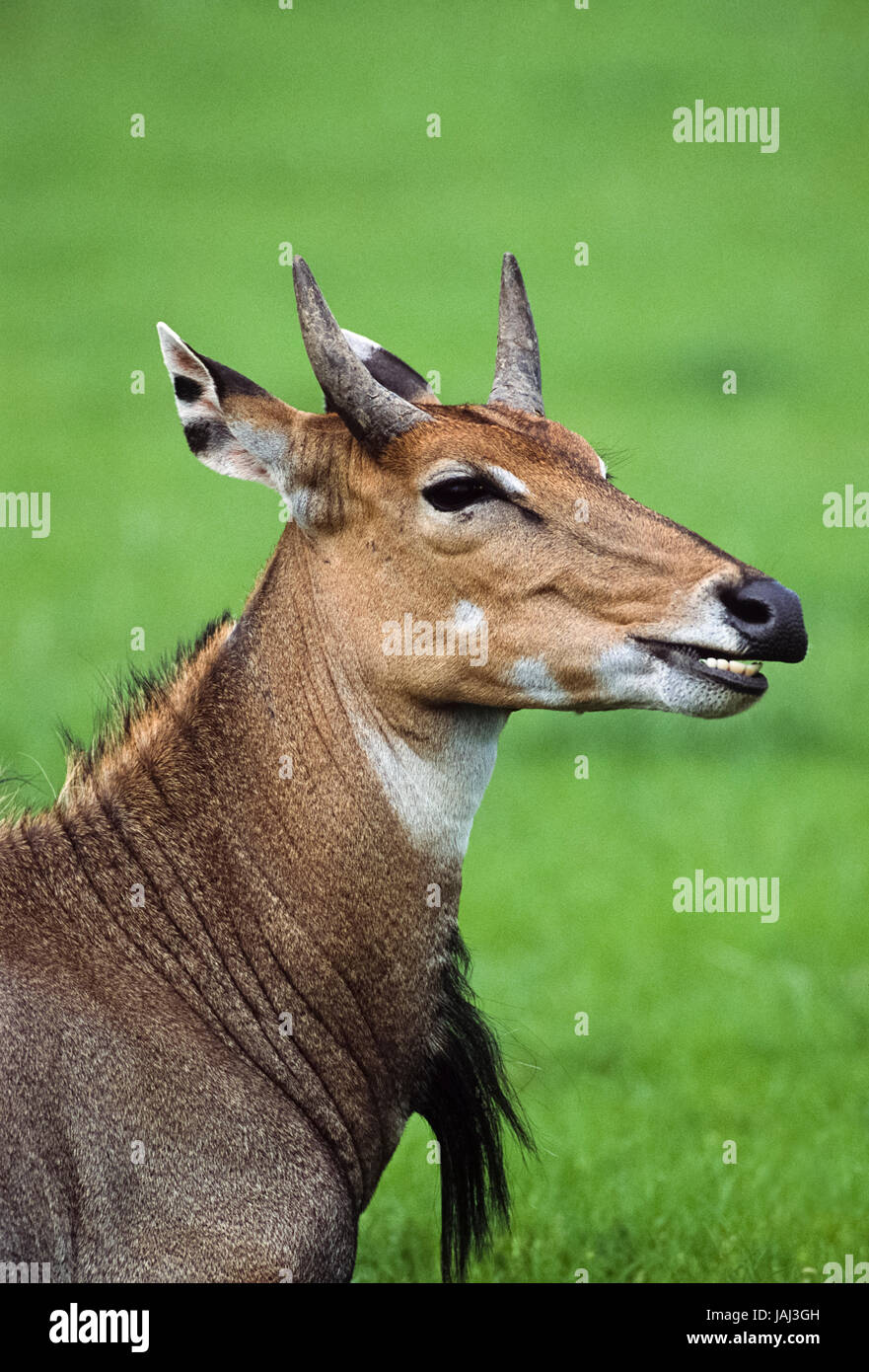 young, male Nilgai,Boselaphus tragocamelus, Keoladeo Ghana National Park, Bharatpur, Rajasthan, India Stock Photo