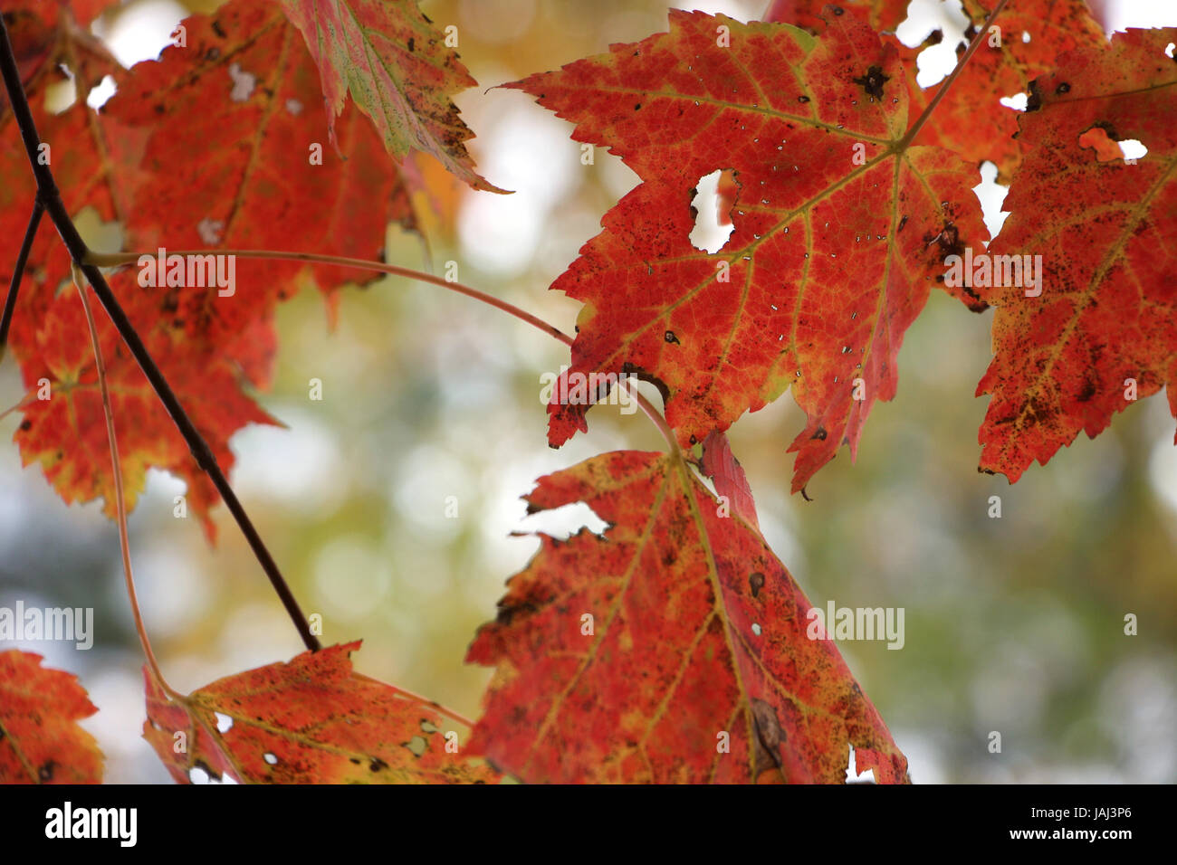 Close-up of maple leaves on a tree Stock Photo