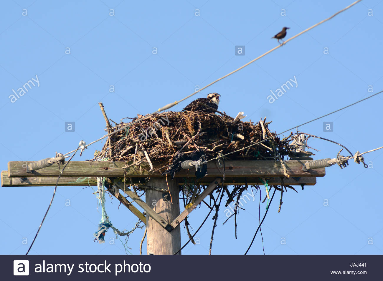 Birds Nest On Pole Stock Photos & Birds Nest On Pole Stock Images Alamy