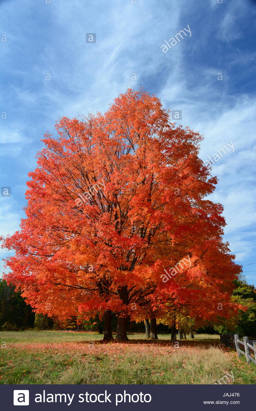Large Sugar Maple Trees Stock Photos & Large Sugar Maple Trees Stock