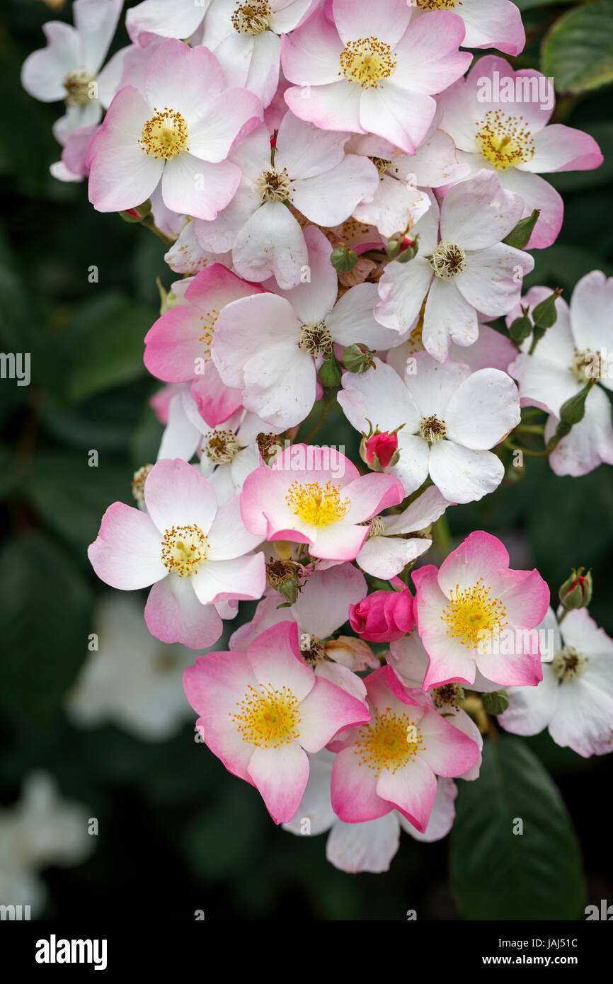 Lyda rose lellyda hi-res stock photography and images - Alamy