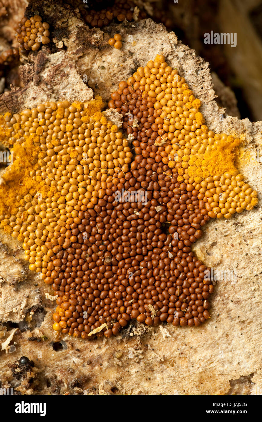 yellow and brown Myxomycetes on bark birch Stock Photo