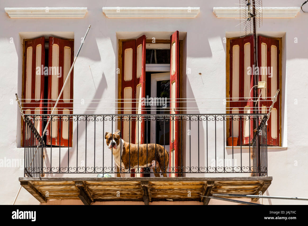 Guard Dog On A Balcony, Symi Island, Dodecanese, Greece Stock Photo