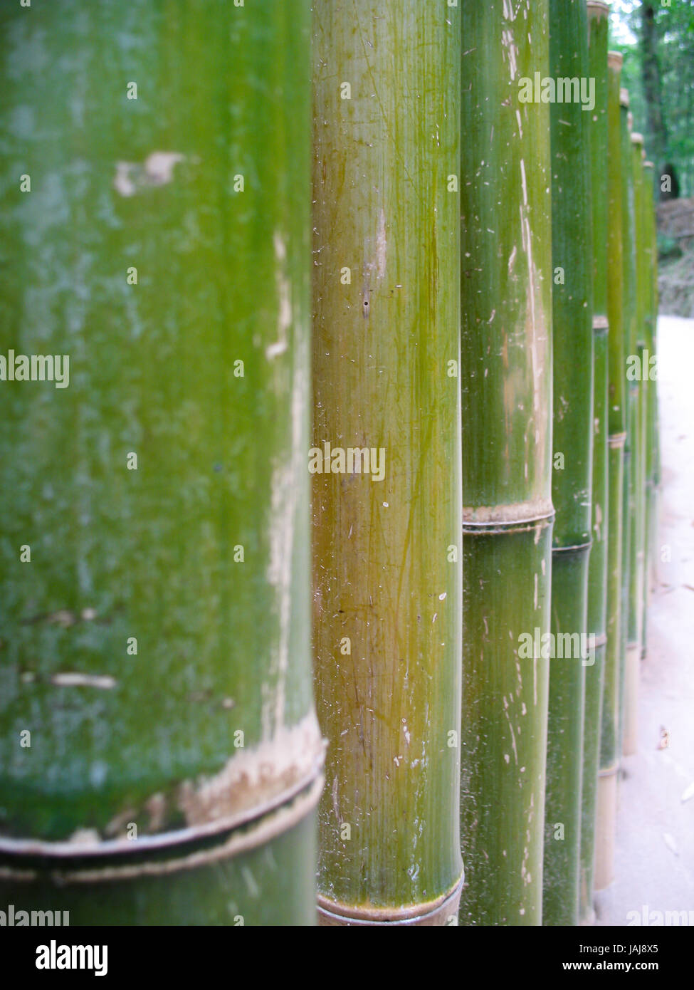 Bamboo in South Korea Stock Photo Alamy
