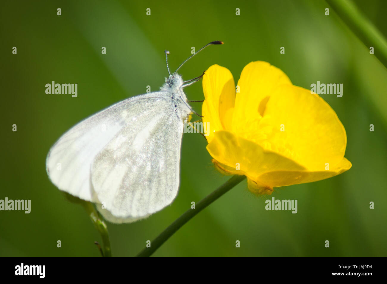 Cryptic Wood White butterfly on buttercup Stock Photo