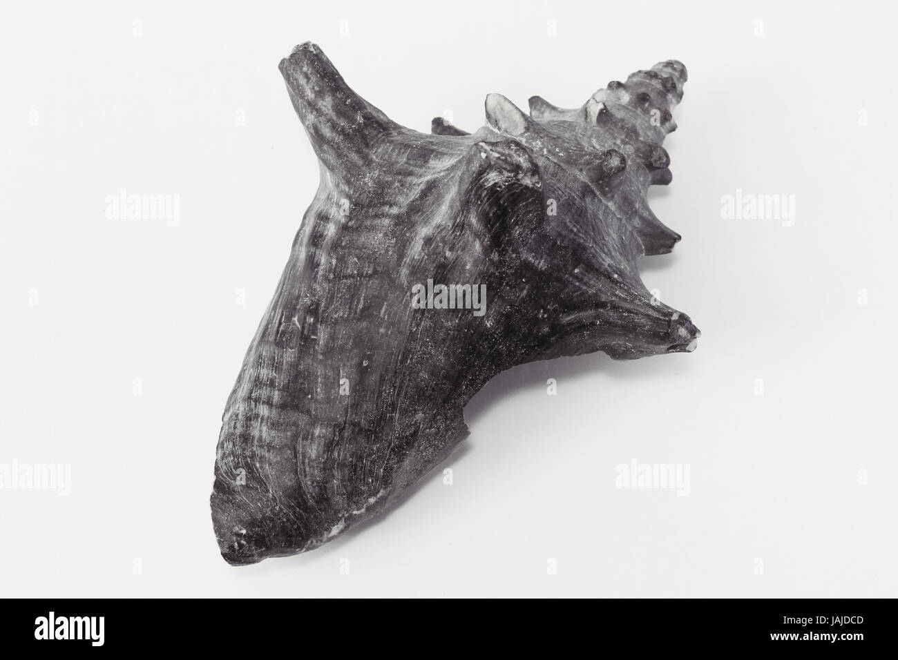 Seashell isolated on white background Stock Photo - Alamy