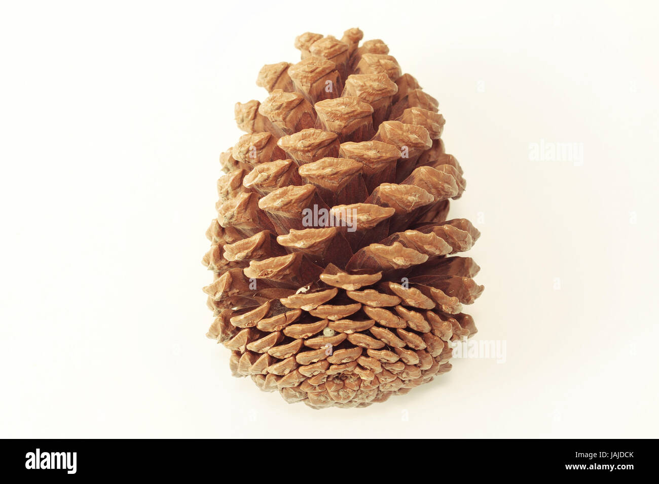 Pine Cone isolated on white background Stock Photo - Alamy