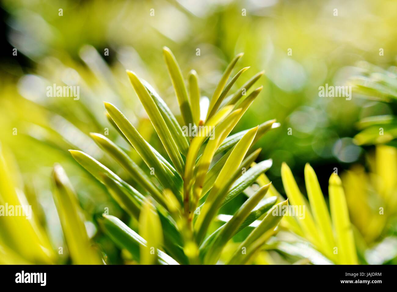 Yew Tree Taxus Baccata Close Up Stock Photos & Yew Tree Taxus Baccata ...