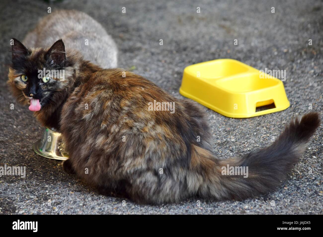 how to feed two cats