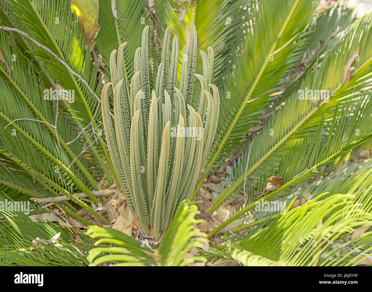 Australian native plant Cycad closeup with palm leaves and fronds Stock Photo