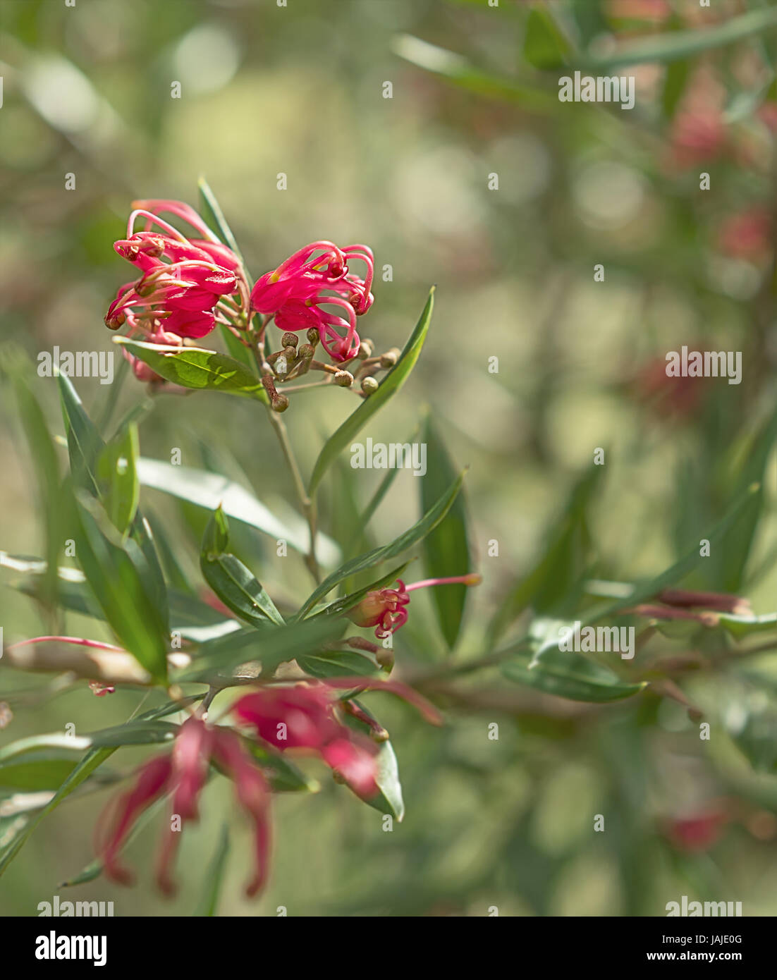 Australian wildflower Grevillea splendour shrub with red spider flowers blooms in winter Stock Photo