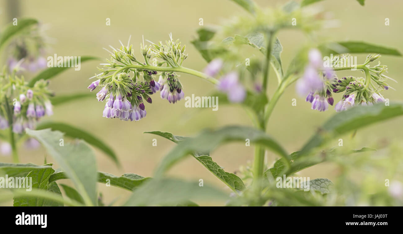 Purple blue comfrey or comphrey flowers with leaves  in panoramic view Stock Photo