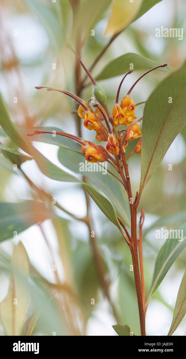 Australian native wildflower Grevillea orange marmalade flower Stock Photo