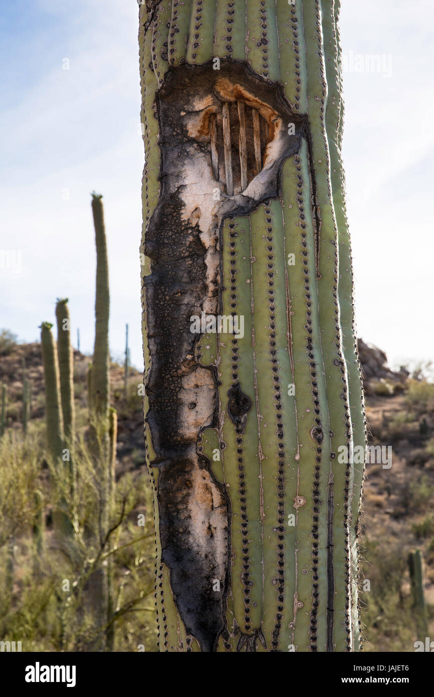 Damaged Saguaro Cactus (Carnegiea gigantea)  reveals the inner structure called the skeleton or cactus ribs. Stock Photo