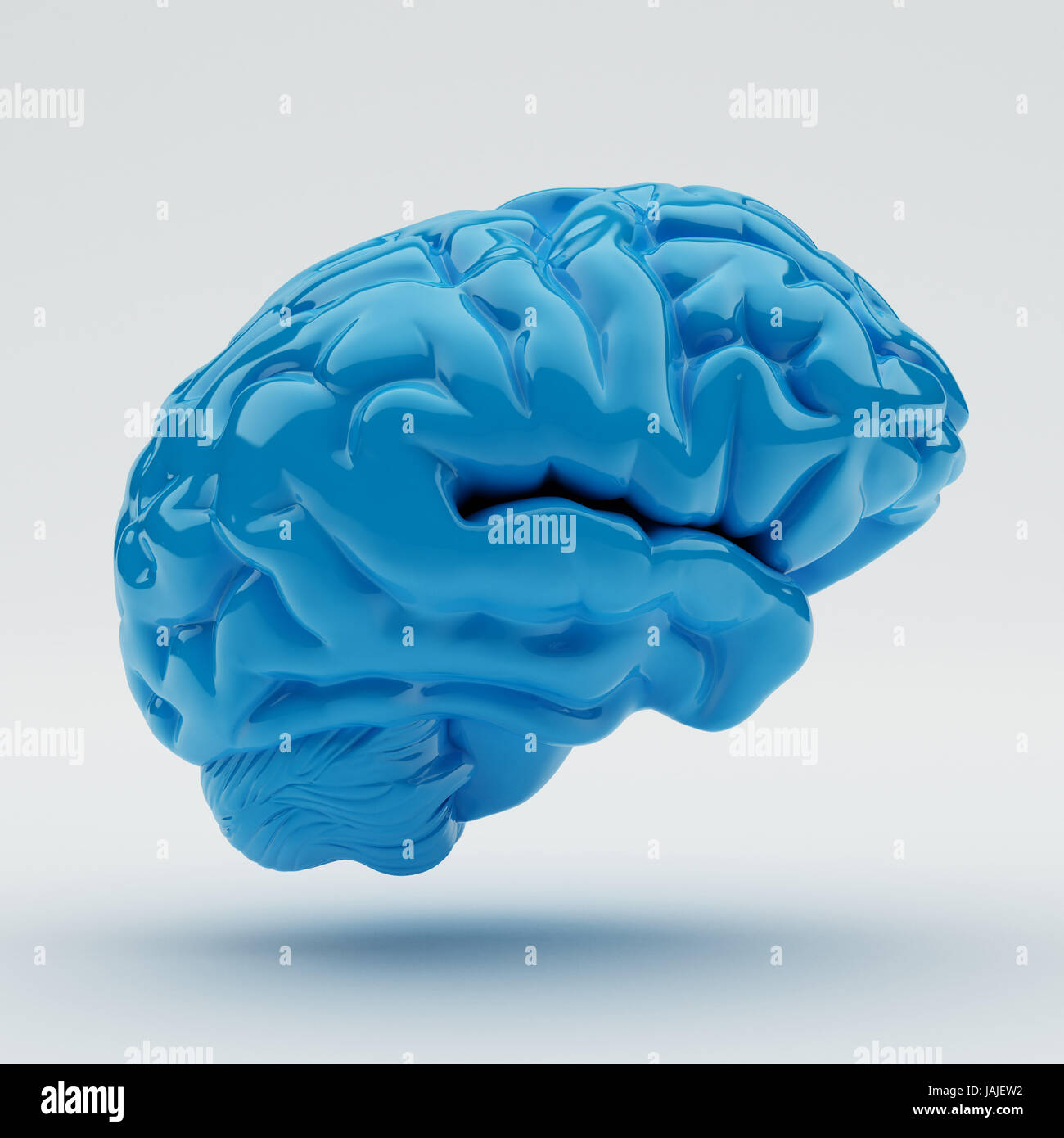 Brain isolated on white background Stock Photo - Alamy