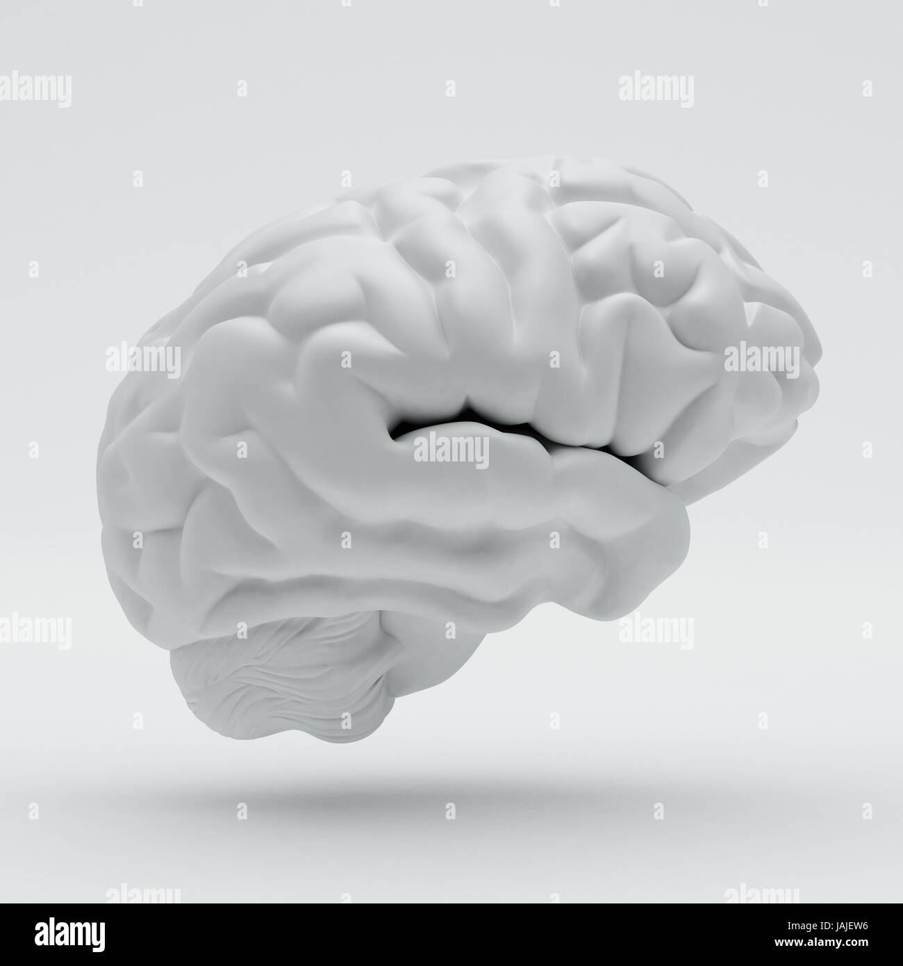 Brain isolated on white background Stock Photo