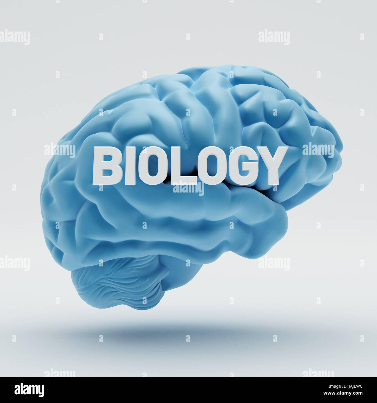 Brain isolated on white background Stock Photo - Alamy