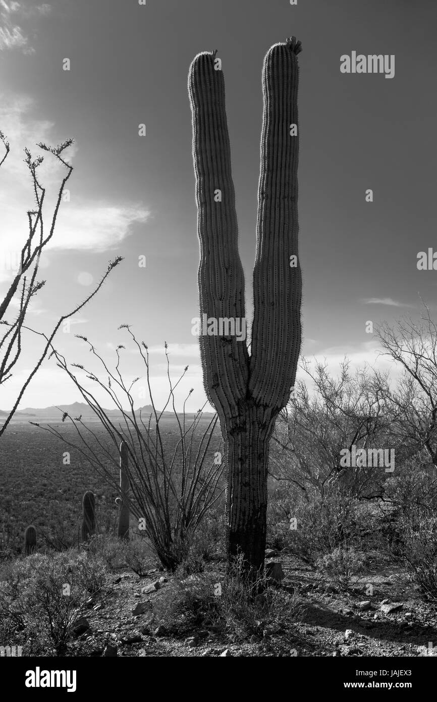 Black and white image of a saguaro cactus, looks like two legs in the air, victory sign, peace sign, tuning fork.. vintage look. Stock Photo
