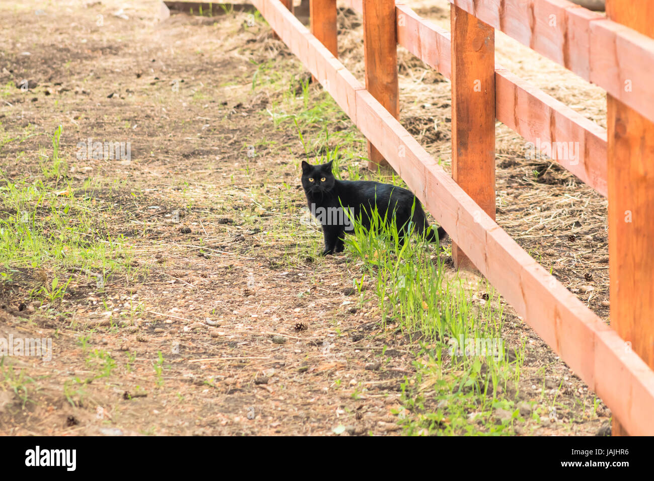 Black British cat walks the village along the fence Stock Photo - Alamy